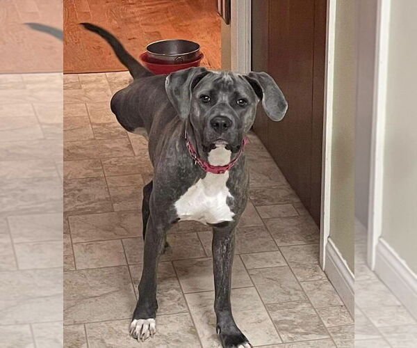 Medium Photo #2 Mutt Puppy For Sale in Germantown, OH, USA