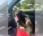 Small #4 Australian Shepherd Mix