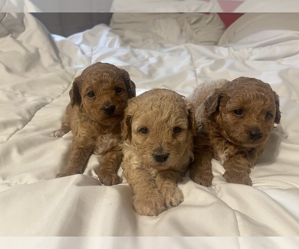 Medium Photo #3 Poodle (Toy) Puppy For Sale in MERCED, CA, USA