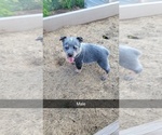 Small #4 Australian Cattle Dog
