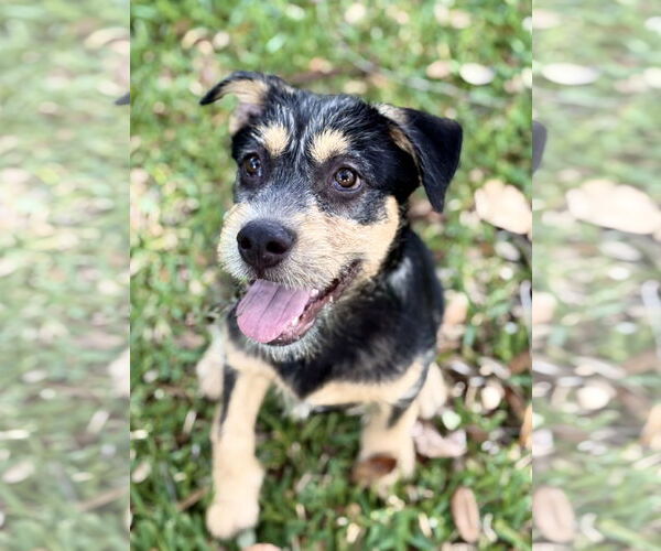 Medium Photo #5 Mutt Puppy For Sale in Royal Palm Beach, FL, USA