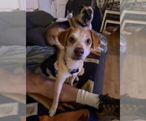 Chihuahua-Texas Heeler Mix Dogs for adoption in Santa Barbara, CA, USA