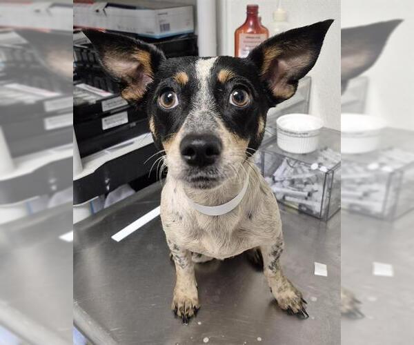 Medium Photo #1 Chihuahua Puppy For Sale in Bakersfield, CA, USA