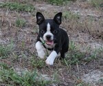 Image preview for Ad Listing. Nickname: Arabella