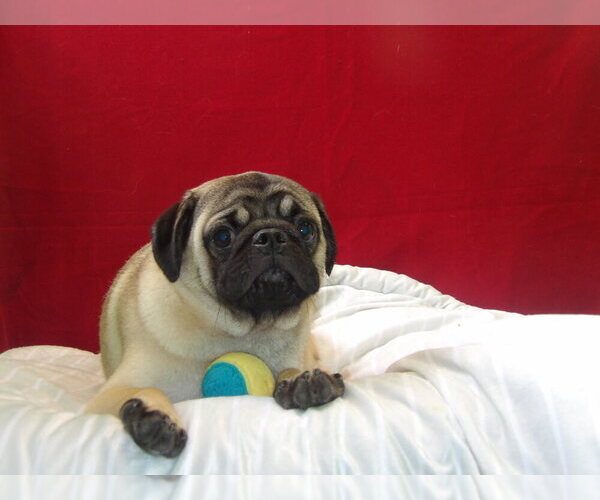 Medium Photo #2 American Lo-Sze Pugg Puppy For Sale in PATERSON, NJ, USA