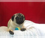 Small #1 American Lo-Sze Pugg