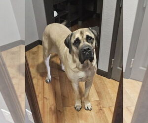 Mastiff Dogs for adoption in Edmond, OK, USA