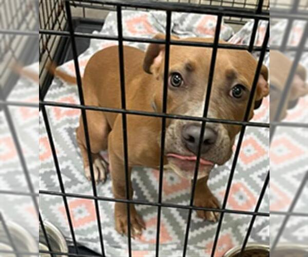 Medium Photo #1 American Pit Bull Terrier-Unknown Mix Puppy For Sale in Texas City, TX, USA