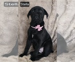 Small #7 Cane Corso