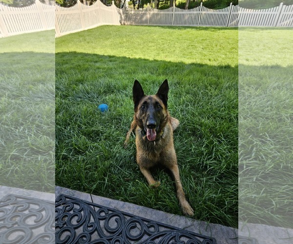 Medium Photo #8 Mutt Puppy For Sale in Stevens Point, WI, USA