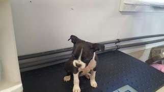 Boston Terrier Puppy for sale in TUCSON, AZ, USA