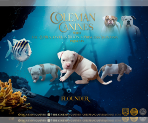American Bulldog Puppy for sale in DURHAM, NC, USA