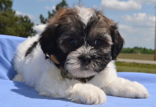 Havashu Puppy for sale in TUCSON, AZ, USA