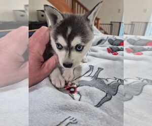 Alaskan Klee Kai Puppy for sale in HALLSBORO, NC, USA