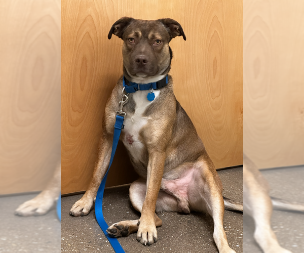 Medium Photo #2 American Pit Bull Terrier-German Shepherd Dog Mix Puppy For Sale in McKinney, TX, USA