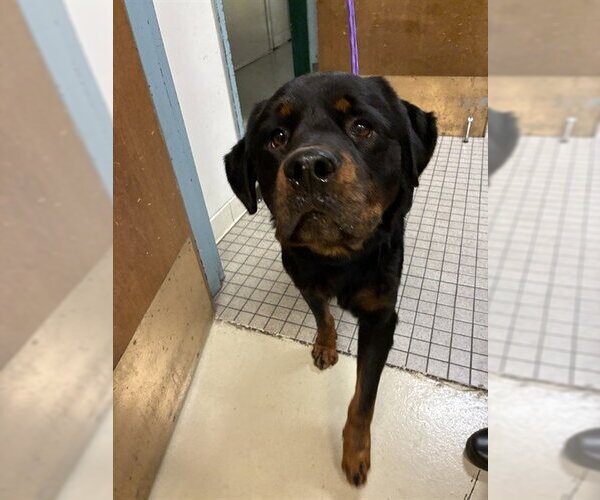 Medium Photo #1 Rottweiler Puppy For Sale in Fremont, CA, USA