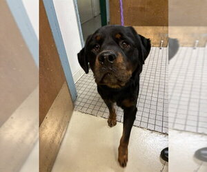 Rottweiler Dogs for adoption in Fremont, CA, USA