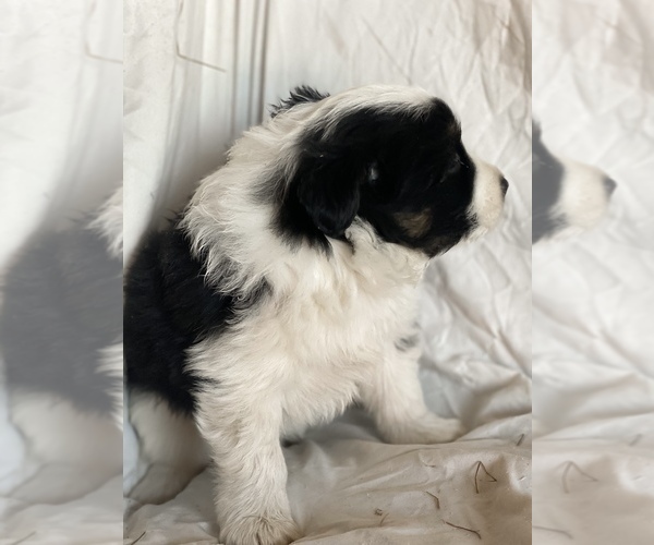 Medium Photo #8 Australian Shepherd Puppy For Sale in PELKIE, MI, USA