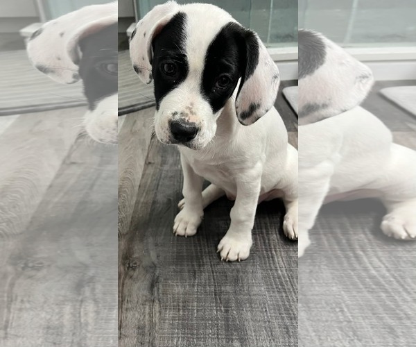 Medium Photo #1 Mutt Puppy For Sale in Germantown, OH, USA