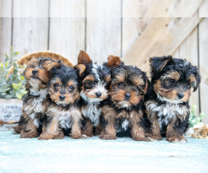Yorkshire Terrier Litter for sale in GREENWICH, OH, USA