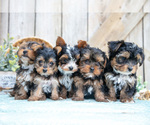 Image preview for Ad Listing. Nickname: Litter of 5