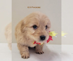 Small Photo #6 Goldendoodle Puppy For Sale in MILFORD, MI, USA
