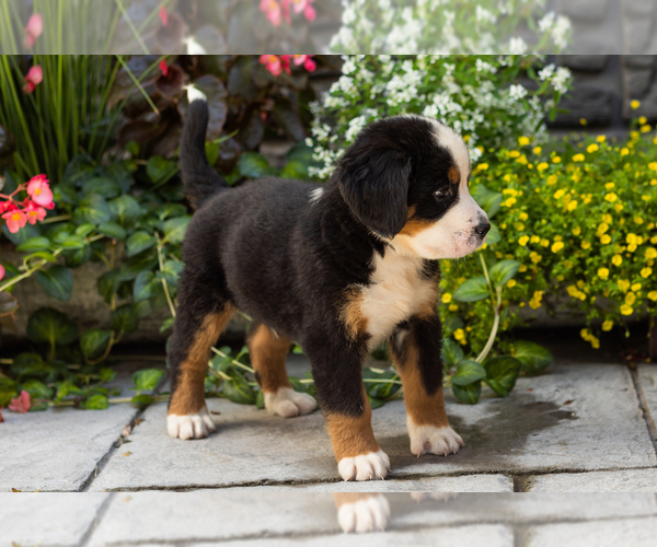 Medium Photo #5 Bernese Mountain Dog Puppy For Sale in MILLERSBURG, IN, USA