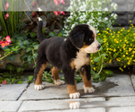 Small #4 Bernese Mountain Dog