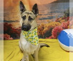 Small #1 German Shepherd Dog