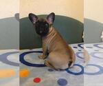 Small Photo #12 French Bulldog Puppy For Sale in BAY VIEW, WI, USA