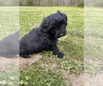 Small #1 Aussiedoodle Miniature 