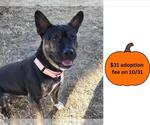 DOZER - Male Bull Terrier-French Bulldog Mix Dog for Adoption - Small photo