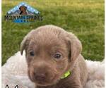 Small Photo #9 Labrador Retriever Puppy For Sale in BATESVILLE, AR, USA