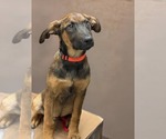Small #1 Mutt