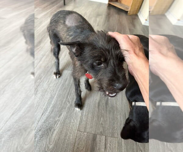 Medium Photo #2 Chihuahua-Unknown Mix Puppy For Sale in Lakewood, CO, USA