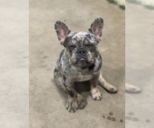 French Bulldog Puppy for sale in MONTEBELLO, CA, USA