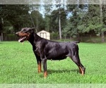 Small #1 Doberman Pinscher
