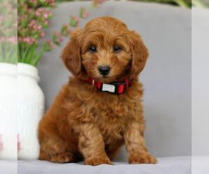 Irish Doodle Puppy for sale in NEWMANSTOWN, PA, USA