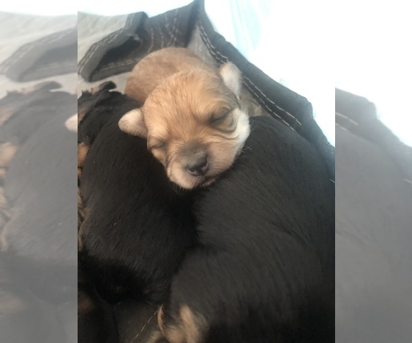 Medium Photo #1 Morkie Puppy For Sale in AMARILLO, TX, USA