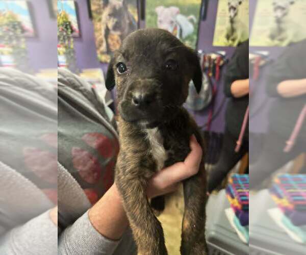Medium Photo #1 Mutt Puppy For Sale in Evansville, IN, USA