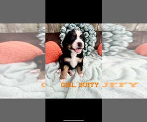 Bernese Mountain Dog Puppy for Sale in MIAMI, Florida USA