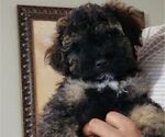 Puppy 1 Cavapoo-Maltipoo Mix