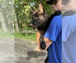 Small #1 German Shepherd Dog