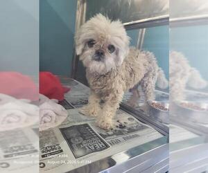 Maltese-Unknown Mix Dogs for adoption in San Antonio, TX, USA