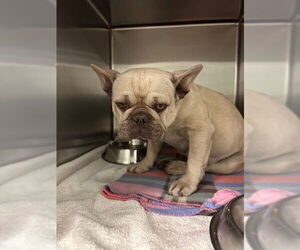 French Bulldog Dogs for adoption in Rancho Cucamonga, CA, USA