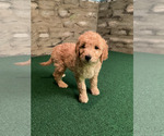 Small #25 Goldendoodle