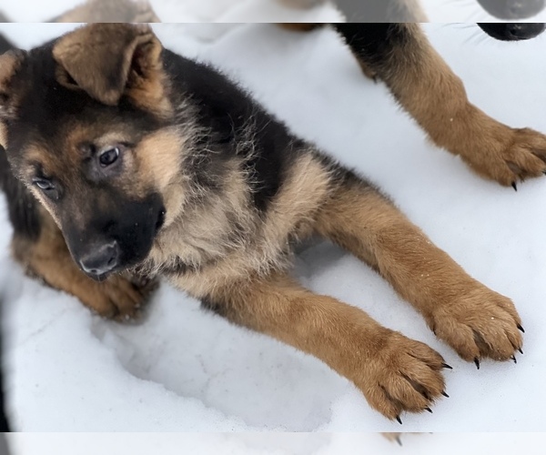 Medium Photo #2 German Shepherd Dog Puppy For Sale in PRITCHETT, CO, USA