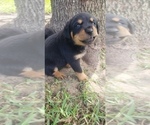 Small Photo #7 Rottweiler Puppy For Sale in PASADENA, TX, USA