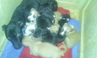 American Pit Bull Terrier Puppy for sale in RADCLIFF, KY, USA