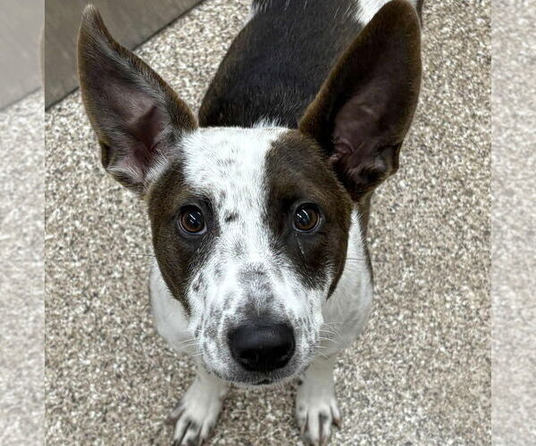 Medium Photo #1 Mutt Puppy For Sale in Martinsburg, WV, USA